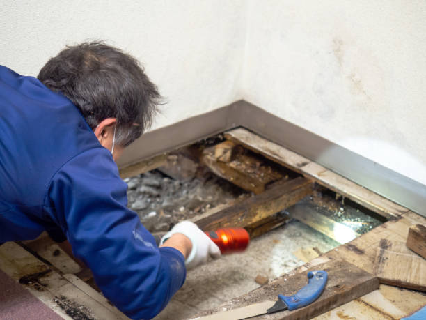 Best Mold Damage Repair  in Scotts Hill, TN