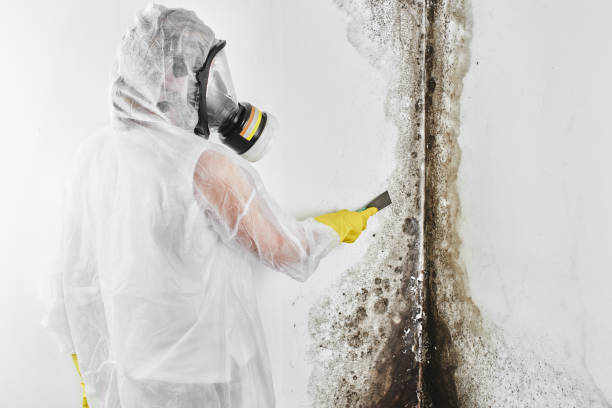 Best Mold Remediation Services  in Scotts Hill, TN