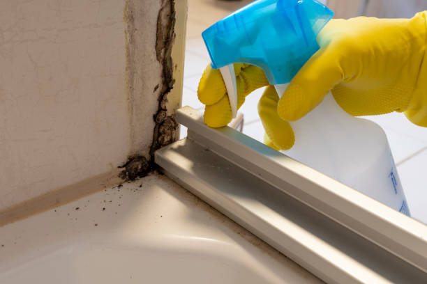 Professional Mold Removal in Scotts Hill, TN