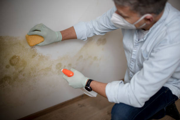 Best Same-Day Mold Removal  in Scotts Hill, TN