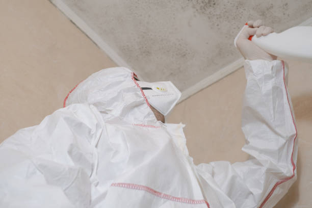 Reliable Scotts Hill, TN Mold Removal Solutions