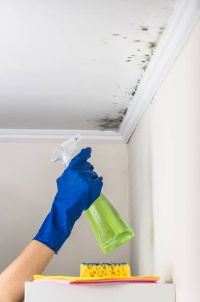 Best Toxic Mold Removal  in Scotts Hill, TN